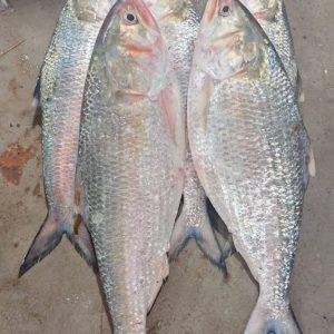 ৪ পিস মাছে ১০ কেজি